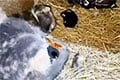 У Крычаве котка дапамагае курыцы даглядаць за куранятамі