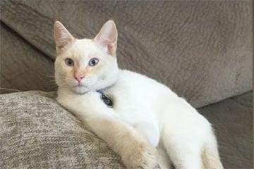 В США потерянный 10 лет назад кот вернулся в семью