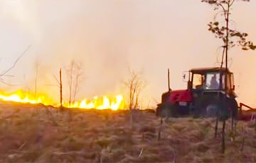 Под Гродно несколько часов тушили крупный лесной пожар