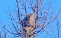 Кот з Барысава стаў зоркай сацсетак