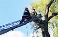 В Дятлово белорус пилил ветки на дереве и застрял