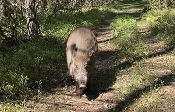 На хуторе у белоруса живет дикий кабан, который обожает Snickers