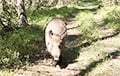 На хуторе у белоруса живет дикий кабан, который обожает Snickers