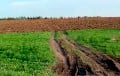 Беларускія дачнікі абураныя ўзараным полем