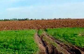 Белорусские дачники возмущены вспаханным полем
