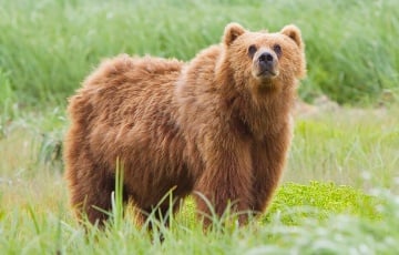 У Мінскім раёне мядзведзь выйшаў да людзей