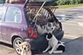 В Гродно обсуждают странный автомобиль на улицах города
