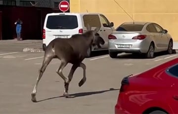 Па Маладзечне бегаў жвавы лось
