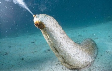 Ученые обнаружили у морского огурца «бессмертные» 