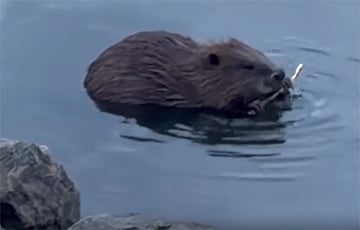 У цэнтры Мінска сустрэлі бабра