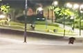По улицам польского Пшемысля несколько часов бродил медведь