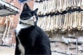 Кот устроился на работу охранником в музей