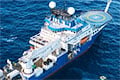 Морская экспедиция обнаружила 31 новый вид за две недели