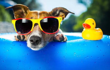Як мінчукі выжываюць пры 33 °C