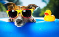 Как минчане выживают при 33 °C