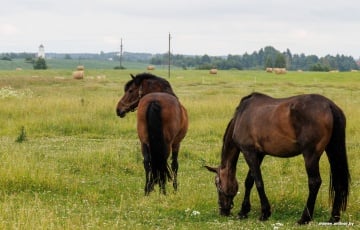 «Раздаў перцы на працы — усім было неверагодна дрэнна»