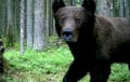 В фотоловушку на белорусском Поозерье попал медведь