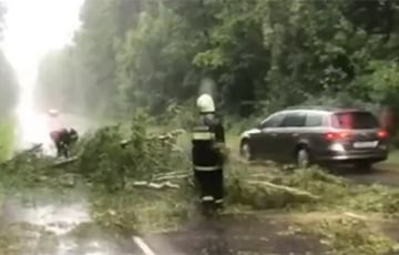 Гроза и сильный ветер валили деревья в Гродненской и Брестской области