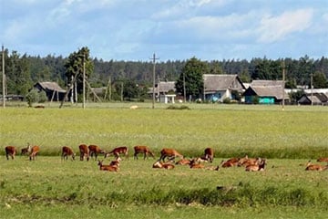 Казулі прыйшлі ў госці да жыхароў вёскі ў Светлагорскім раёне