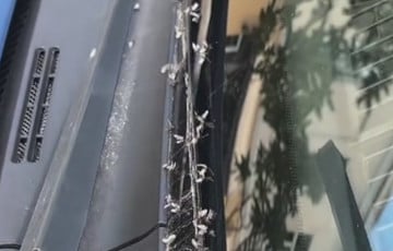 Гомельчанка попала под нашествие «роя мошек»