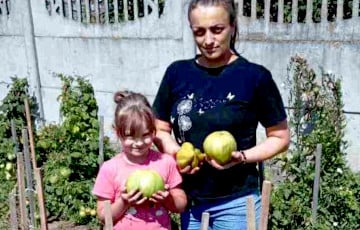 Белоруска вырастила помидоры-гиганты