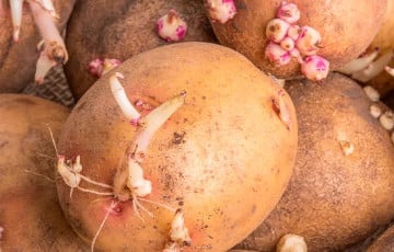 В минской «Копеечке» продают картошку с плесенью