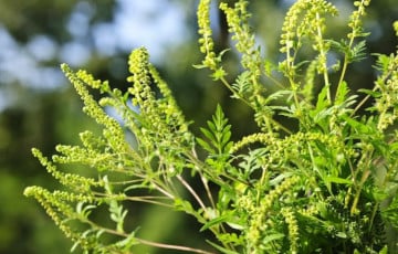 У Беларусі абвясцілі вайну яшчэ дзвюм раслінам