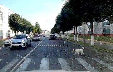 В Березино собака поразила соцсети знанием ПДД