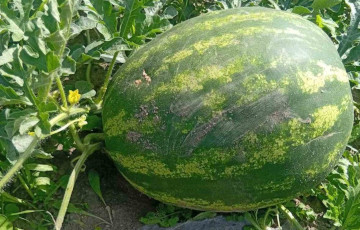 Белоруска вырастила арбуз весом 6,1 килограмма