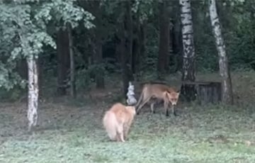 В Гродно смелый кот бросил вызов лисе