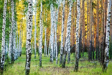 «Боритесь»: белоруска рассказала, как спасла березовую рощу от вырубки