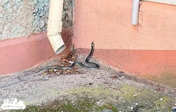 В одном из дворов Гродно встретили метровую змею