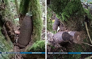 Под Гродно грибник наткнулся на поляну с необычными деревьями