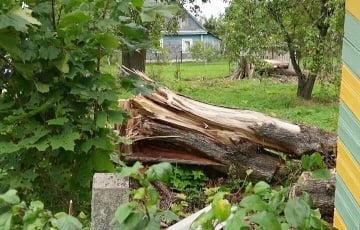 На новый дом белоруски рухнуло дерево