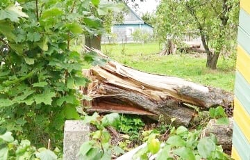 На новый дом белоруски рухнуло дерево