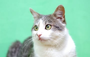 У Беларусі котка ўратавала гаспадыню ад алабая