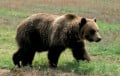 Медведи уже под Минском: их заметили возле аэропорта