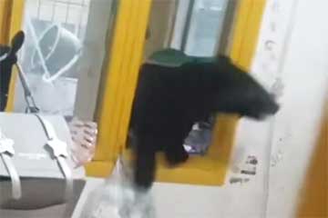 У Кітаі мядзведзь узабраўся ў кватэру на трэцім паверсе па сцяне