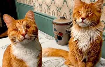 Два рыжих кота преподнесли ученым невероятный сюрприз