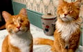 Two Ginger Cats Gave The Scientists An Incredible Surprise