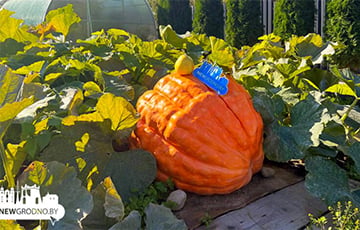 Житель Гродно похвастался гигантской тыквой