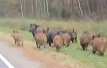 Видеофакт: Под Минском дорогу перебежало огромное стадо кабанов