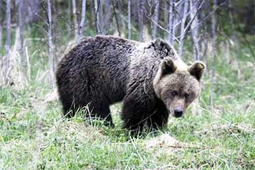 Мядзведзі ў Беларусі могуць не заснуць і стаць шатунамі