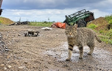 Кот-разведчык дапамог байцам ЗСУ высачыць расійскую тэхніку
