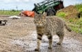 Кот-разведчык дапамог байцам ЗСУ высачыць расійскую тэхніку