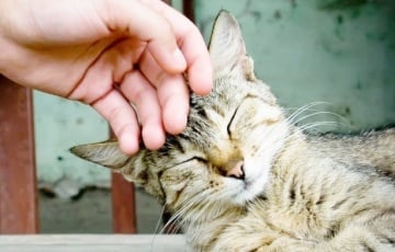 Каты і людзі аказаліся цесна звязаныя