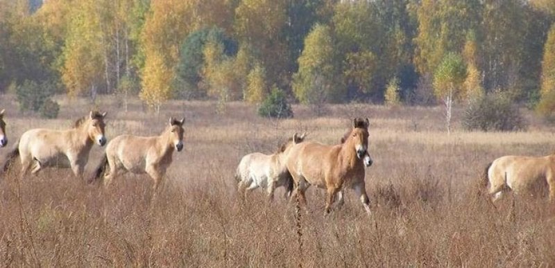 Фото беременной лошади на последнем месяце