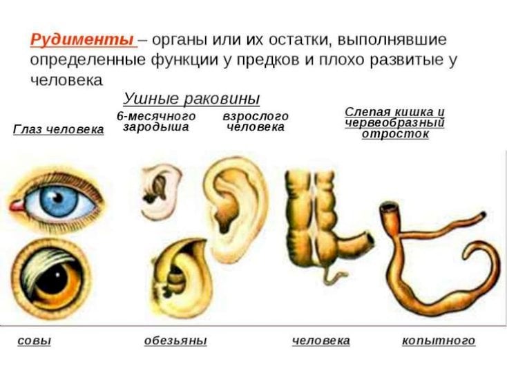 В чем проявилась эволюция в изображении маленького человека от пушкина до достоевского