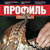 «Профиль» - фас!