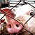 В регионах заставляют уничтожать свиней в частных хозяйствах